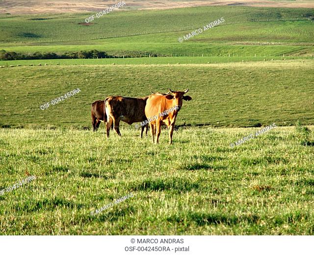 agriculture ox and cow having pasture