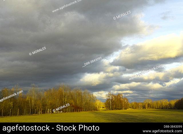 Europe, France, Alsace, Ried center Alsace, Region of Sélestat (67), floodplains, with a stormy sky
