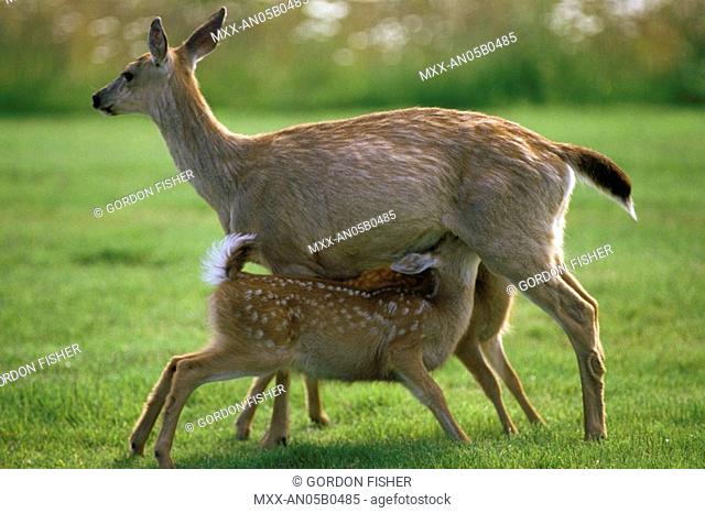 Queen Charlotte Islands Fawn white-tailed deer British Columbia