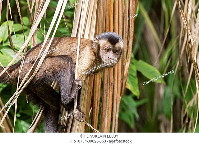 Brown Capuchin (Cebus apella) adult, clinging to dead palm leaves, Devil's Island, Iles du Salut, French Guiana, March