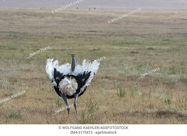 A male Somali ostrich (Struthio molybdophanes) performing the breeding behavior to attract a female in the grasslands of the Lewa Wildlife Conservancy in Kenya