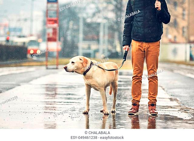 Gloomy weather in the city. Man with his dog (labrador retriever) walking in rain on the street. Prague, Czech Republic