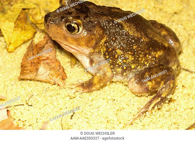 Eastern Spadefoot Toad (Scaphiopus holbrooki) New Jersey