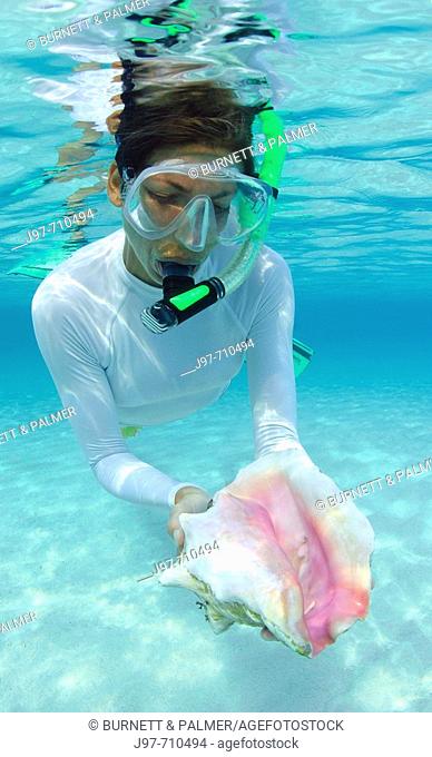 A snorkeler finds a pink conch shell in the shallows off Rainbow Beach, Eleuthera, Bahamas, Atlantic Ocean