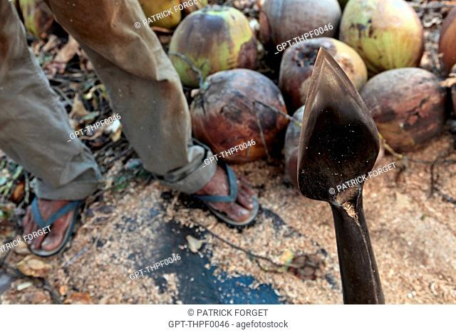 SMALL METAL STAKE USED TO OPEN COCONUTS ON A PLANTATION, BANG SAPHAN, THAILAND, ASIA