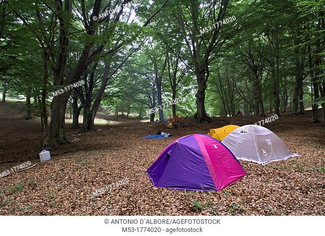 Campsite in a wood of beech on the Mount Camposauro  Parco Regionale Taburno Camposauro  Province of Benevento  Campania  Italy  Europe