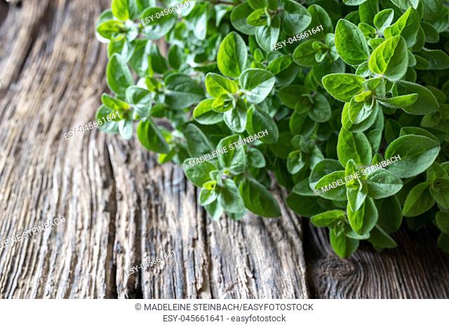 Fresh oregano twigs on a rustic wooden background, selective focus