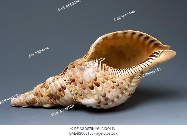 Triton's trumpet shell (Charonia tritonis), Littorinimorpha.  Private Collection