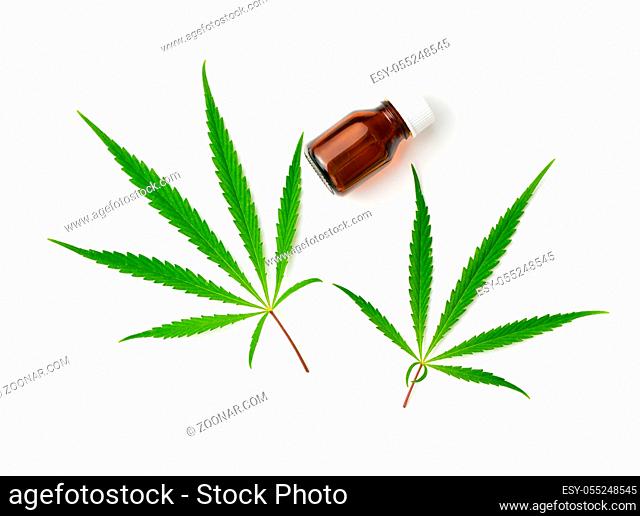 Marijuana cannabis leaves isolated on white background