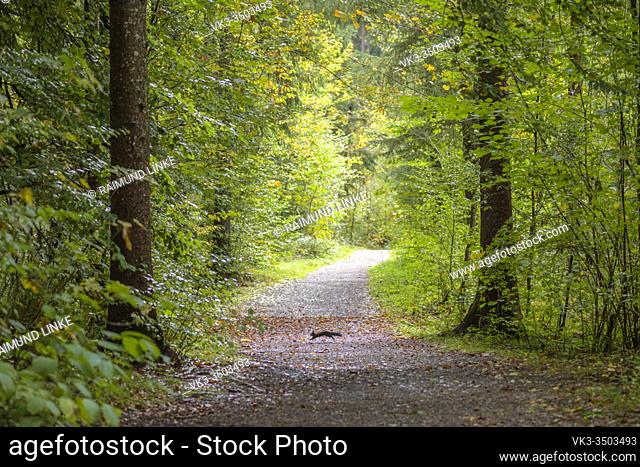 Forest footpath with squirrel, Sciurus vulgaris