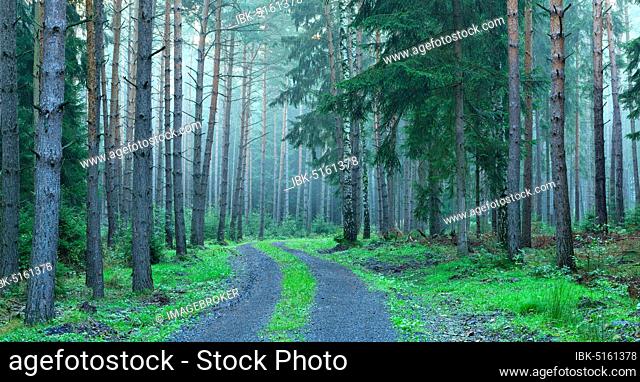 Forest road winding through atmospheric misty coniferous forest of pines and beeches in the early morning, near Hermsdorf, Thuringia, Germany, Europe