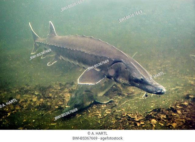 Atlantic sturgeon (Acipenser oxyrinchus, Acipenser oxyrhynchus), swimming