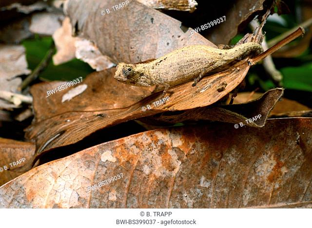 Minute leaf chameleon, Dwarf chameleon (Brookesia minima), on a withered leaf, Madagascar, Nosy Be, Lokobe Reserva