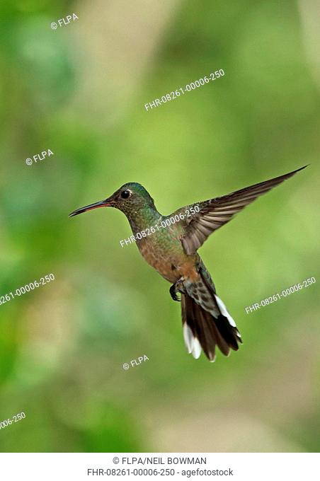 Scaly-breasted Hummingbird (Phaeochroa cuvierii cuvierii) adult, in flight, Torti, Panama, April