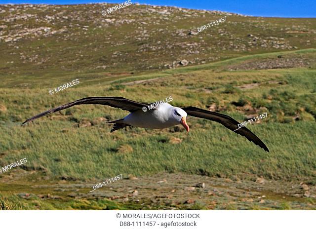 Black-browed Albatross (Thalassarche melanophrys). West Point Island, Falkland Islands