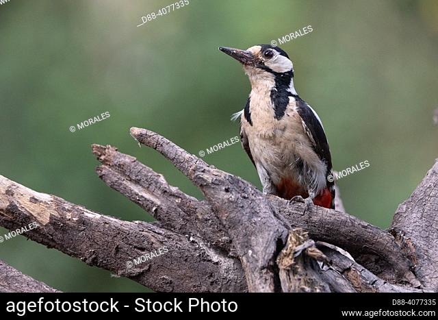 France, Bretagne, Ille et Vilaine, Pic épeiche (Dendrocopos major), femelle perchée sur une souche dans un sous bois