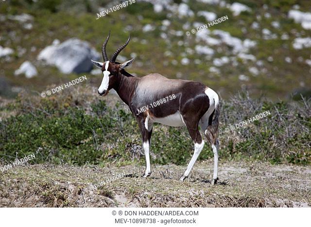 Bontebok (Damaliscus pygargus). - Olifantsbos Nature Reserve - ( South Africa's rarest antelope) Cape Point area - South Africa
