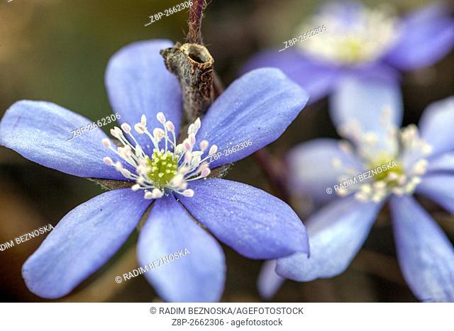 Liverwort blue spring flowers Hepatica nobilis