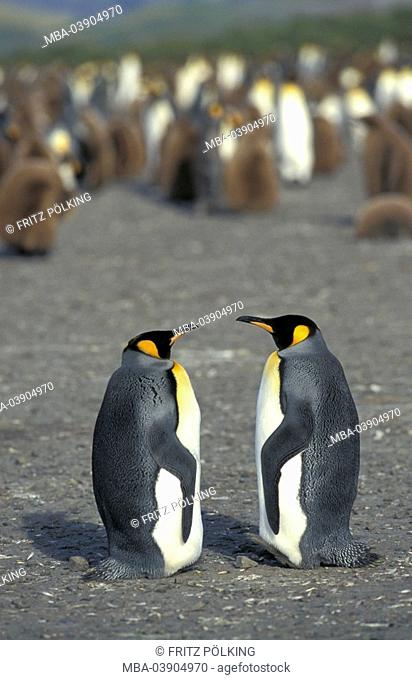 King-penguins, Aptenodytes patagonicus