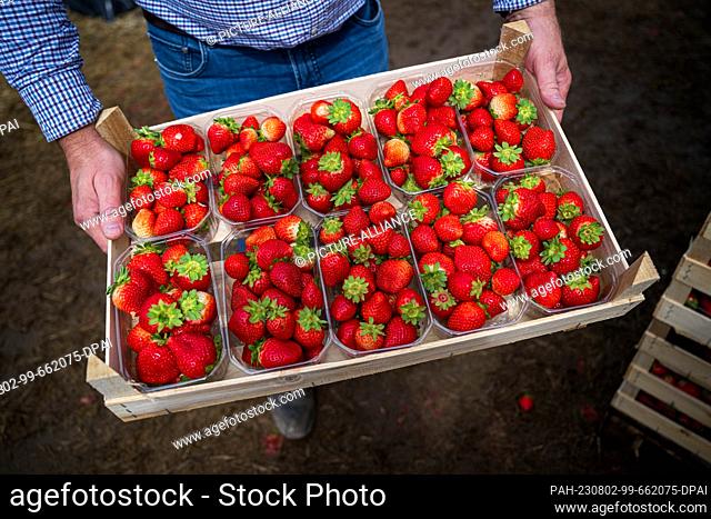 01 August 2023, Lower Saxony, Visbek: Strawberries of a remontant (ever-bearing) variety are harvested from a field at the end of the strawberry season