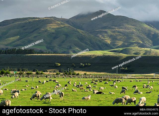 Sheep pasture, Otago, South Island, New Zealand, Oceania