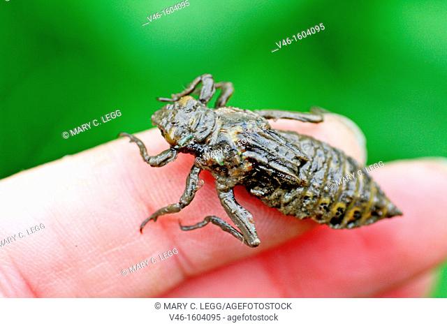 Emerging dragonfly larvae on photographer's hand  Live larvae of Club-tailed Dragonfly Gomphus vulgatissimus crawling on the photographer's hand just before...