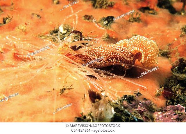 Spaghetti worm (Eupolymnia nebulosa). Ria of Vigo, Pontevedra province, Galicia, Spain