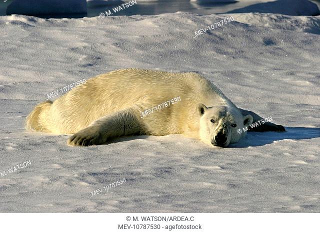 Polar Bear - sunbathing to dry wet fur coat (Ursus maritimus)