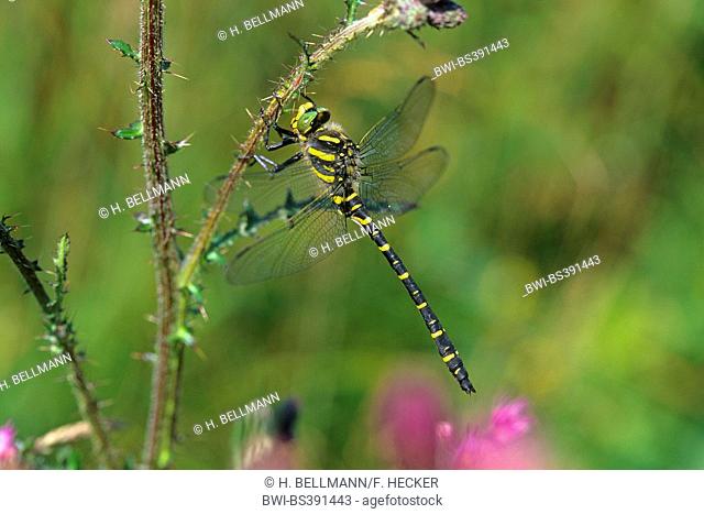 golden-ringed dragonfly (Cordulegaster boltoni, Cordulegaster boltonii, Cordulegaster annulatus), at a stem, Germany