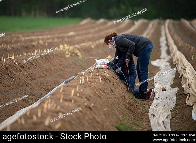 30 April 2021, Hessen, Bickenbach: A mother and her daughter are harvesting asparagus in a field where customers can harvest their own asparagus