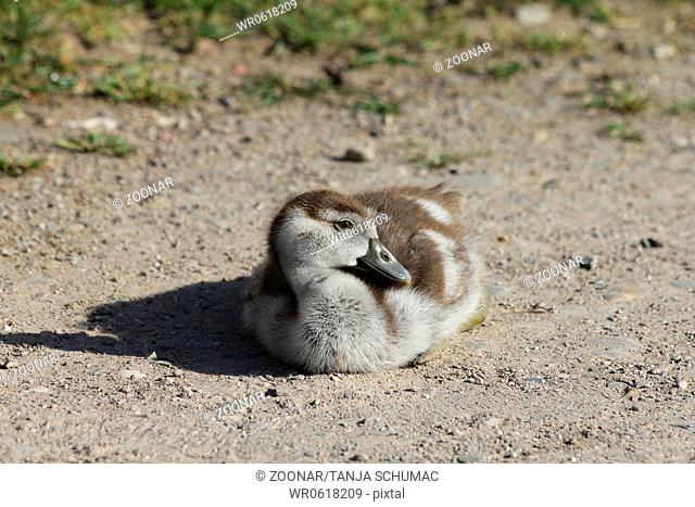 Egyptian Goose, gosling