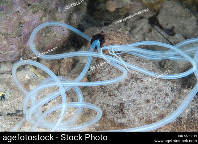 Sea cucumber (Holothuroidea sp.) adult, extruded white, sticky respiratory tubules in nocturnal defensive posture, Gam Island, Raja Ampat, West Papua