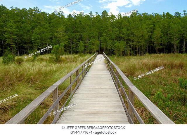 Florida, Naples, Everglades, Corkscrew Swamp Sanctuary & Blair Audubon Center, preserve, watershed, nature boardwalk, largest remaining stand old growth bald...