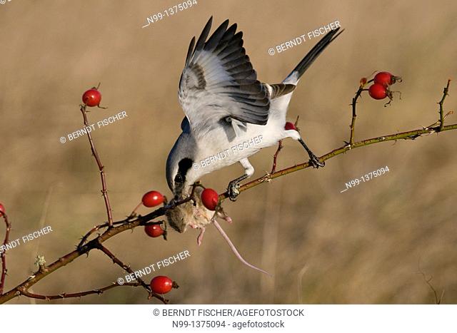 Great grey shrike Lanius excubitor, with captured mouse in hedge rose, rose hips, Bavaria, Germany