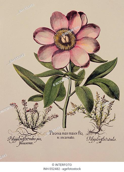 botany, flowers, peony Paeonia, copper engraving, coloured, 29 cm x 20.5 cm, from Hortus Eystettensis, by Basilius Besler 1561- 1629, Eichstaett, Germany, 1613