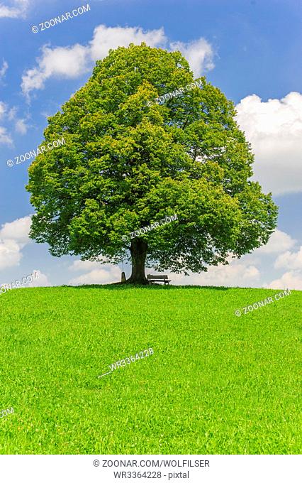 single big linden tree in field with perfect treetop