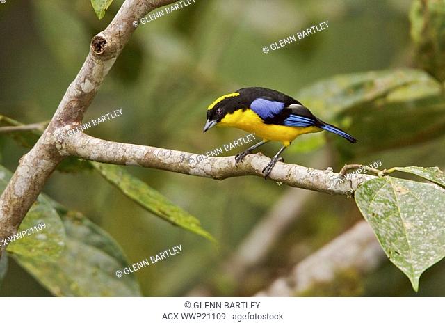 Blue-winged Mountain Tanager Anisognathus somptuosus perched on a branch in the Tandayapa Valley of Ecuador