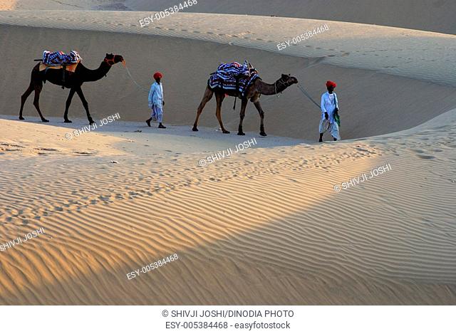 Camels with men crossing sand dunes of Khuri ; Jaisalmer ; Rajasthan ; India