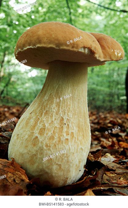 Penny bun, Cep, Porcino, Bun mushroom (Boletus edulis), great individual, Germany
