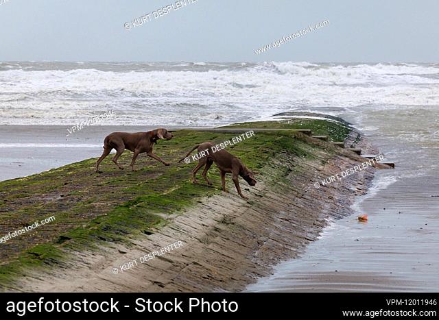 Illustration picture shows two dogs (Weimaraner) walking as the waves rolling over the breakwater (golfbreker-brise-lames) on the beach at coastal town...