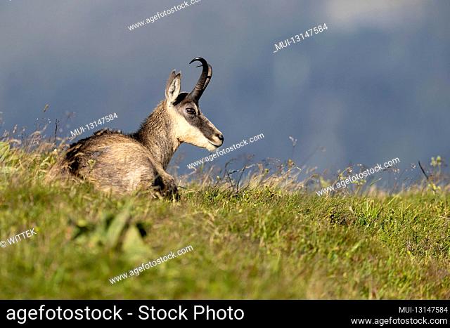 Chamois, (Rupicapra rupicapra), wildlife, Vosges, France