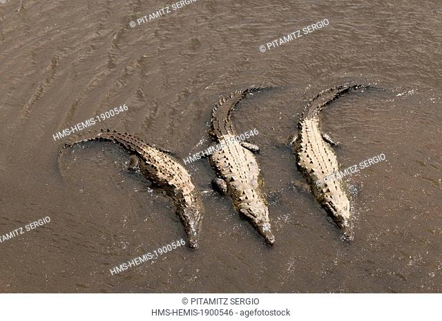 Costa Rica, Carara Wildlife Refuge, Rio Tarcoles, American Crocodiles (Crocodylus acutus)