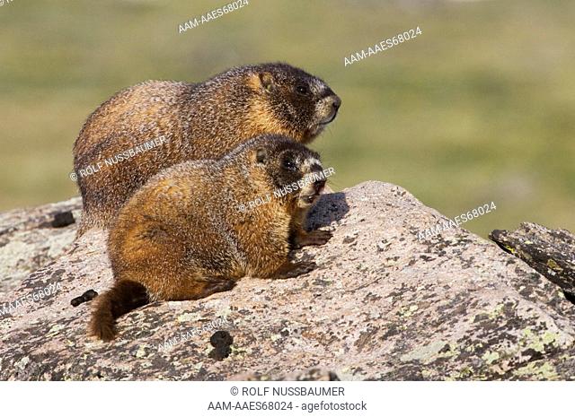Yellow-bellied Marmot (Marmota flaviventris) adult and young on rock boulder, Rocky Mountain National Park, Colorado, USA, June 2007