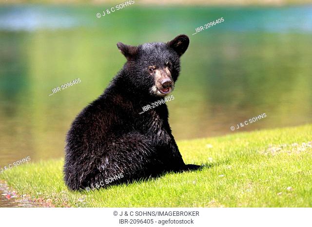 American Black Bear (Ursus americanus), cub, six months, by the water, Montana, USA, North America