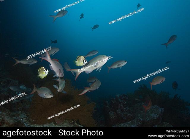 Barberfishes clean Pacific Creolefish, Johnrandallia nigrirostris, Punta Vicente Roca, Isabela Island, Galapagos, Ecuador