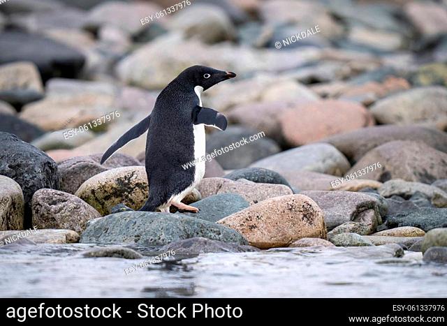 Adelie penguin walks across shingle by water
