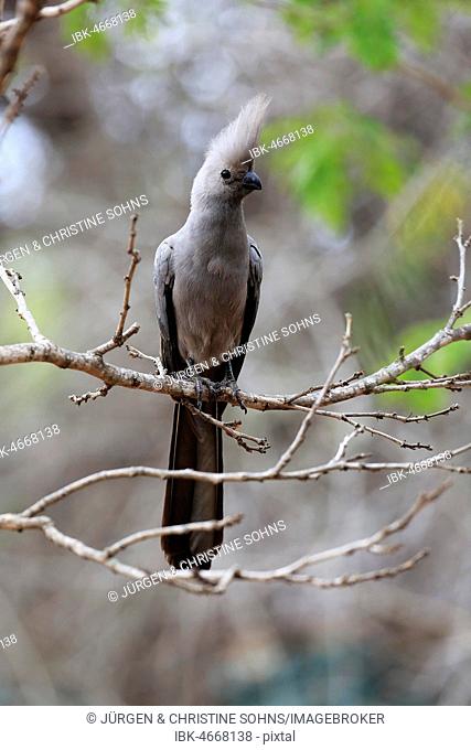 Grey Go-away-bird (Corythaixoides concolor), adult, sitting on a branch, Kruger National Park, South Africa