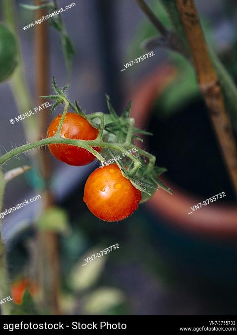 Close up of red and green cherry tomatoes (solanum lycopersicum) growing on the vine in greenhouse