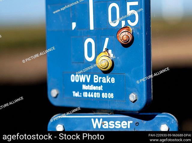 30 September 2022, Lower Saxony, Elsfleth: Two snails crawl on a blue sign indicating road fixtures for water supply. Photo: Hauke-Christian Dittrich/dpa