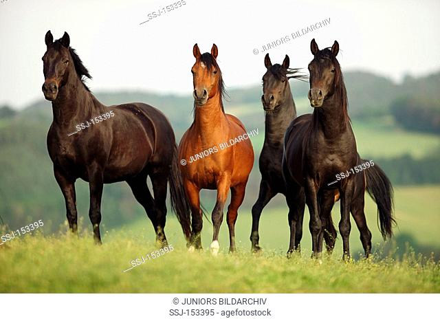 young Arabian horses - standing on meadow